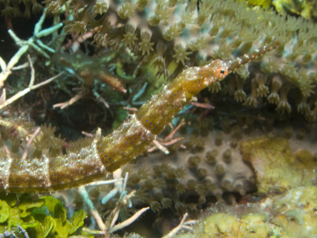 Pipefish at Two Large, Two Small